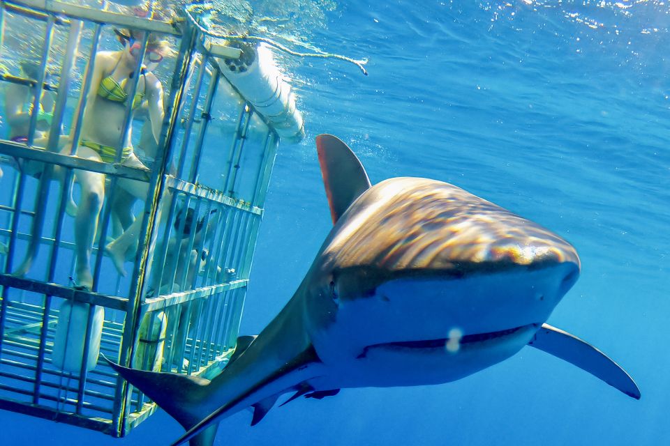 Oahu: Shark Cage Dive on the North Shore - Where the Tour Starts: Haleiwa Small Boat Harbor on Oahu’s North Shore