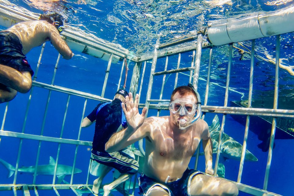 Oahu: Shark Cage Dive on the North Shore - Price and Value: Is $99 Worth It for a North Shore Shark Encounter?