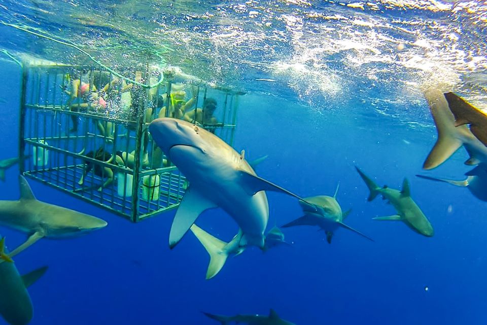 Oahu: Shark Cage Dive on the North Shore - How Much Time You Actually Get in the Water