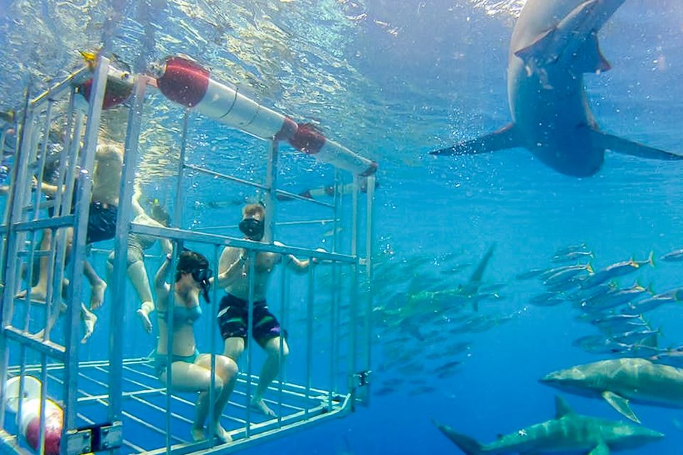 Oahu: Shark Cage Dive on the North Shore - What the Water Quality Changes: Visibility Up to 200 Feet