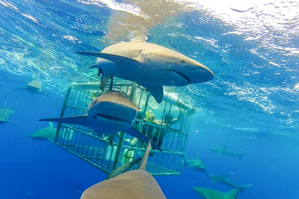 Oahu: Shark Cage Dive on the North Shore - Who’s Running the Show: Guides, Safety, and the Human Factor