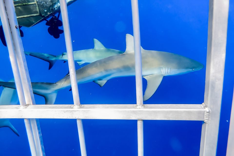 Oahu: Shark Cage Dive on the North Shore - Underwater Photos and Cameras: What Actually Works