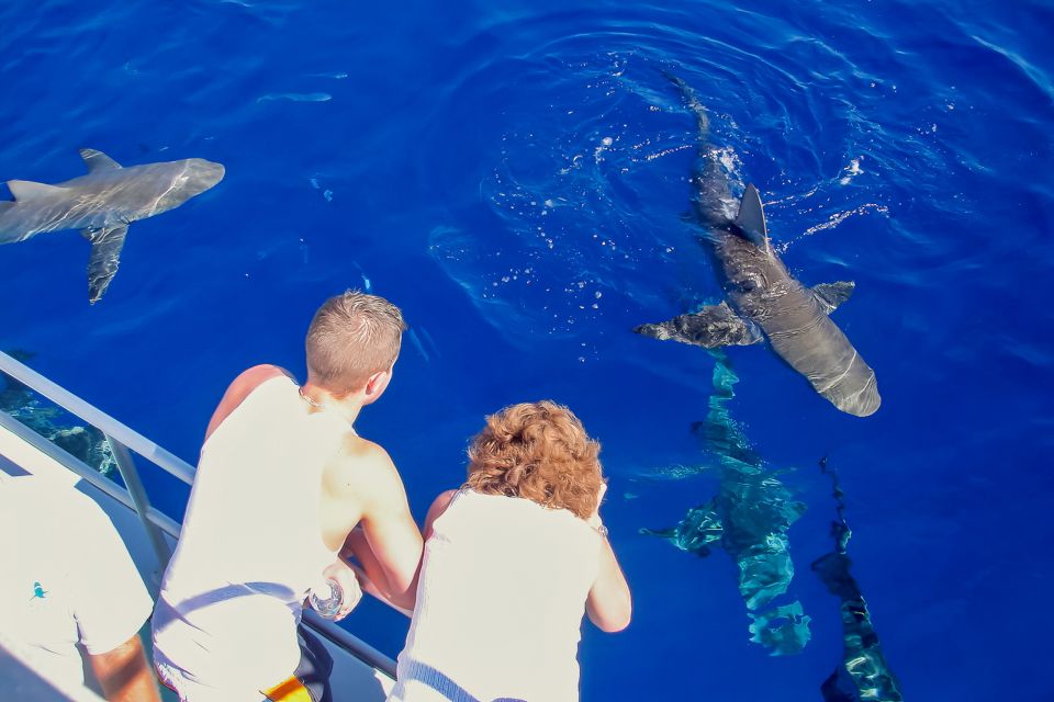 Oahu: Shark Cage Dive on the North Shore - Motion Sickness and Choppy Water: The Real-Life Consideration