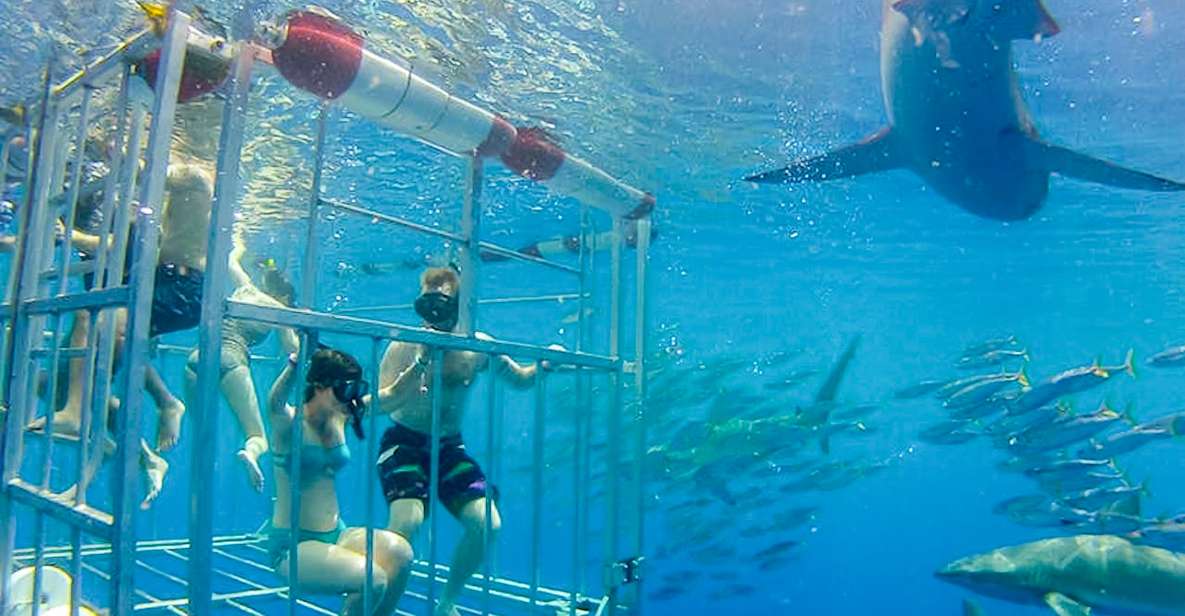 Oahu: Shark Cage Dive on the North Shore - Seeing Sharks at Cageless-Style Distance, But With Cage Safety