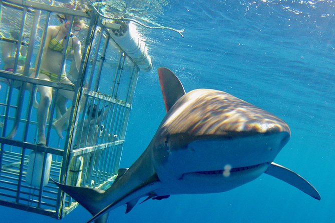 Oahu Shark Dive - Which sharks you might see around Oahu