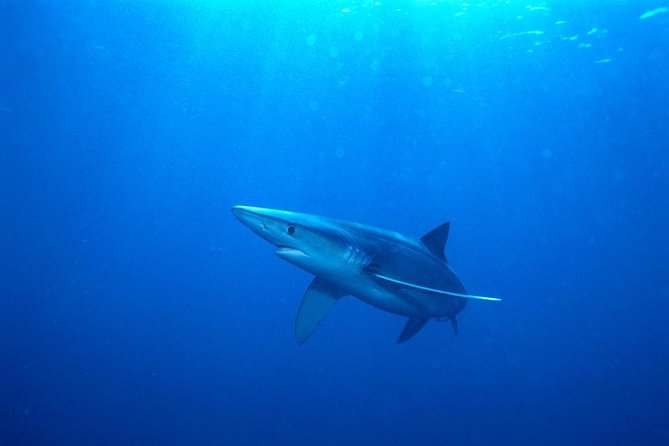 Oahu Shark Dive - Bonus sightings: whales, turtles, dolphins, and other surprises