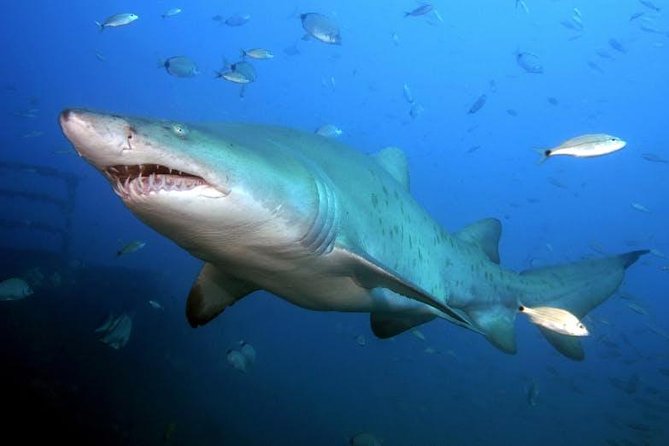 Oahu Shark Dive - Cage time vs boat viewing: pick what fits your comfort level