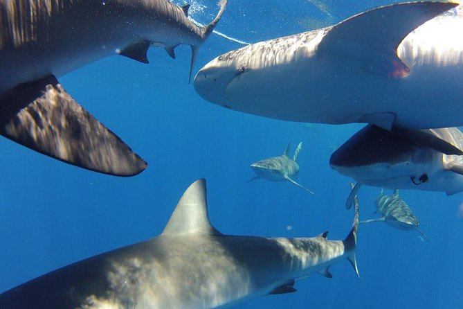 Oahu Shark Dive - Gear, photos, and the $75 underwater video upgrade