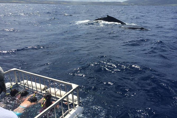 Oahu Shark Dive - Snorkeling equipment included: how it can fit your plan