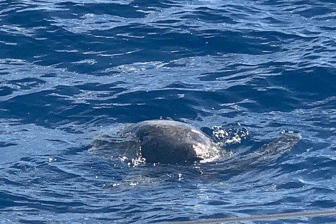 Oahu Small Group Snorkel Tour with Yacht Cruise - Practical Tips That Actually Help (Bring This, Ask That)
