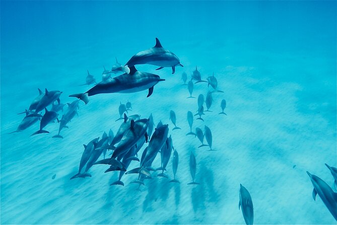 Oahu: Swim with Dolphins on the West Coast - Key things that make this dolphin swim tour work