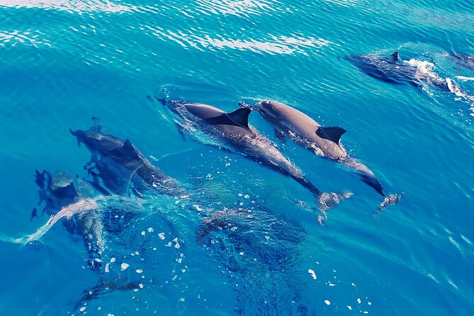 Oahu: Swim with Dolphins on the West Coast - Waianae Catamaran Dolphin Swim: a half-day with real ocean time