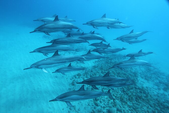 Oahu: Swim with Dolphins on the West Coast - Snorkeling for turtles, octopus, and the stuff you can’t see from shore