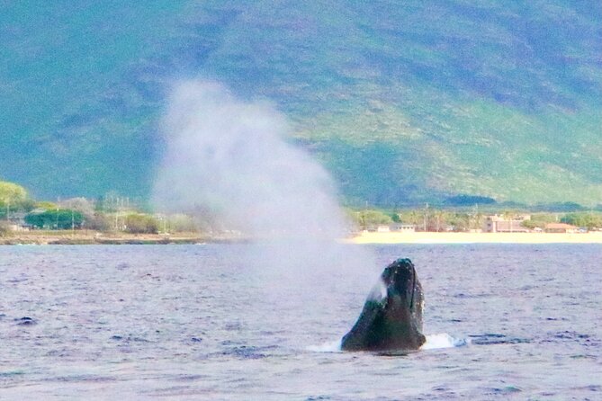 Oahu: Swim with Dolphins on the West Coast - What the itinerary feels like hour by hour