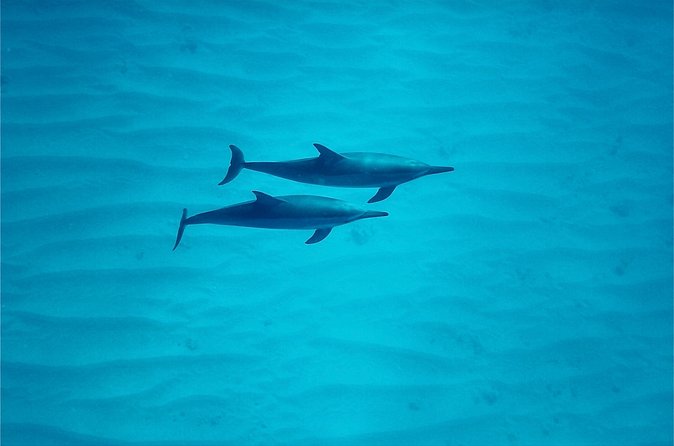 Oahu: Swim with Dolphins on the West Coast - Lunch and gear: the practical stuff that quietly boosts value
