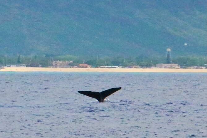 Oahu: Swim with Dolphins on the West Coast - Who this tour suits best (and who should rethink the plan)