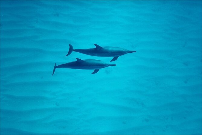 Oahu: Swim with Dolphins on the West Coast - Price and value: is $187.43 a fair deal?