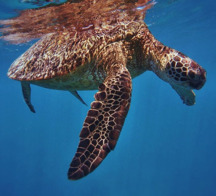 Oahu: Turtle Canyon Snorkeling Boat Tour - Turtle Canyon’s Real Hook: Sea Turtle Cleaning Station Snorkeling in Two Hours