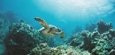 Oahu: Turtle Canyon Snorkeling Boat Tour - Gear Up Without Panic: Snorkel Setup, Floatation, and the Swim Step