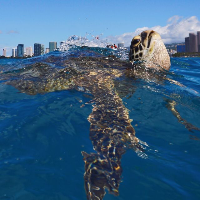 Oahu: Turtle Canyon Snorkeling Boat Tour - FAQ