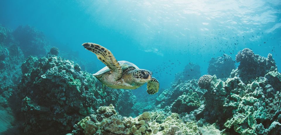 Oahu: Turtle Canyon Snorkeling Boat Tour - Gear Up Without Panic: Snorkel Setup, Floatation, and the Swim Step