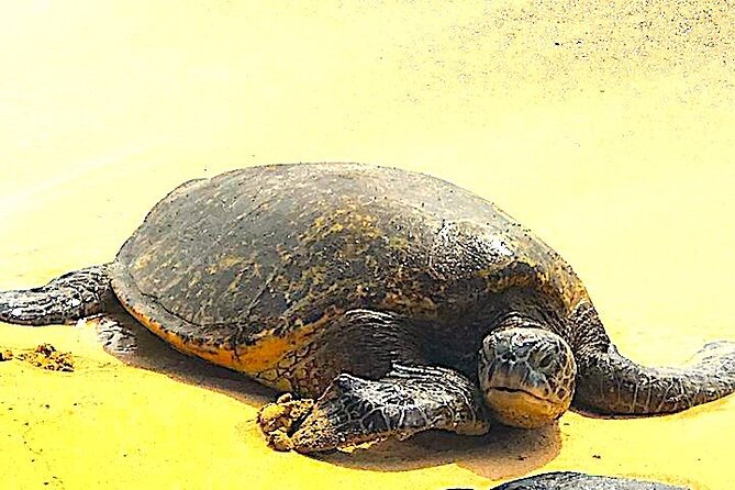 Oahu Ultimate Circle Island: 30 Spots, 10 Epic Stops - Laniakea Turtle Beach: The Best Viewing, Plus the Hard Truth