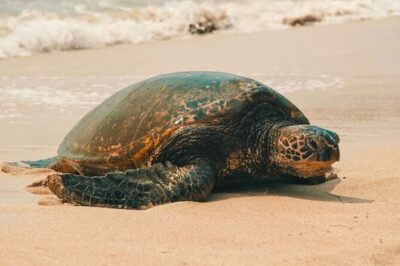 Oahu Unveiled: Tailored Luxury Private Island Tour - Waikiki Beach: hidden shore time plus beginner snorkeling