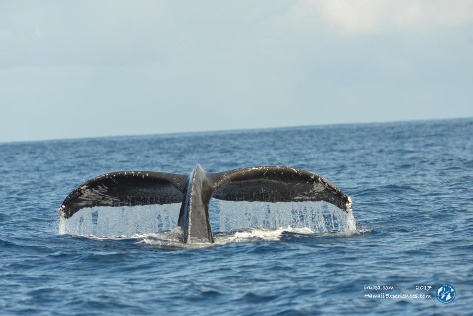 Oahu: Waikiki BYOB Sunset Cruise - Wildlife Chances You Can Plan For: turtles, dolphins, and whales
