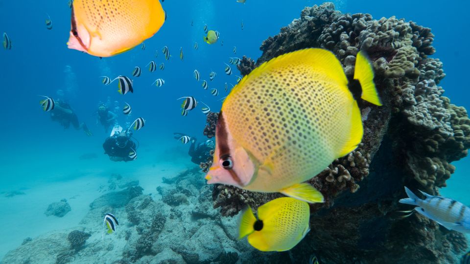 Oahu: Waikiki Discovery Scuba Diving for Beginners - Key Points You’ll Actually Care About