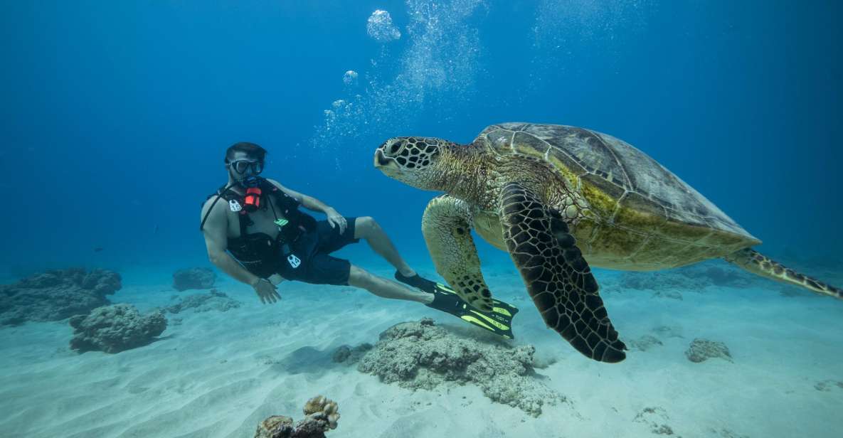 Oahu: Waikiki Discovery Scuba Diving for Beginners - Skills Check: The Part That Sounds Hard, But Sets You Up