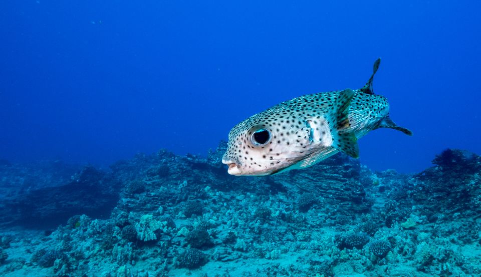Oahu: Waikiki Discovery Scuba Diving for Beginners - Who Should Book This (and Who Might Skip It)