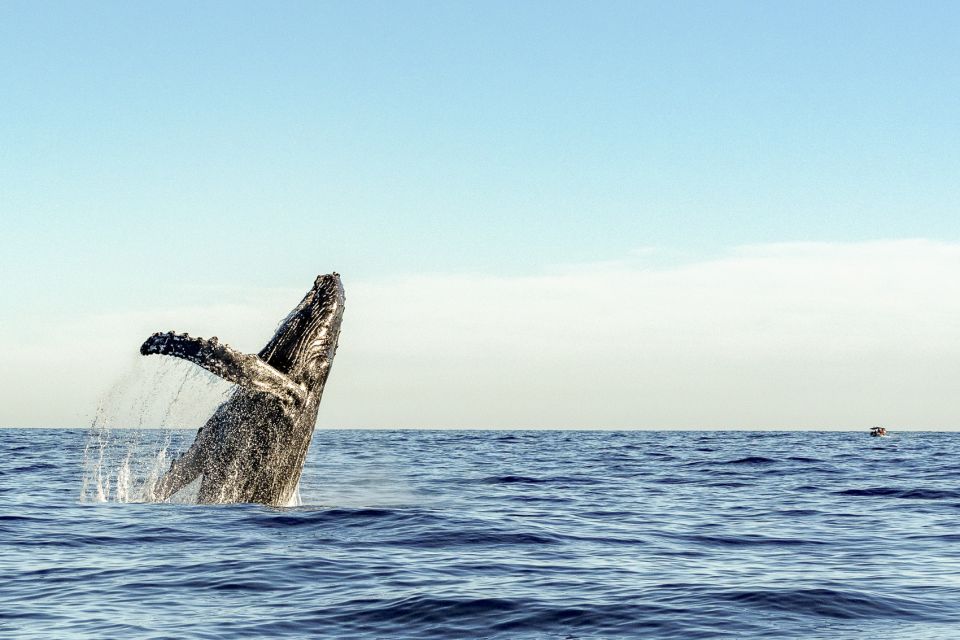 Oahu: Waikiki Eco-Friendly Morning Whale Watching Cruise - Quick Key Points Before You Go
