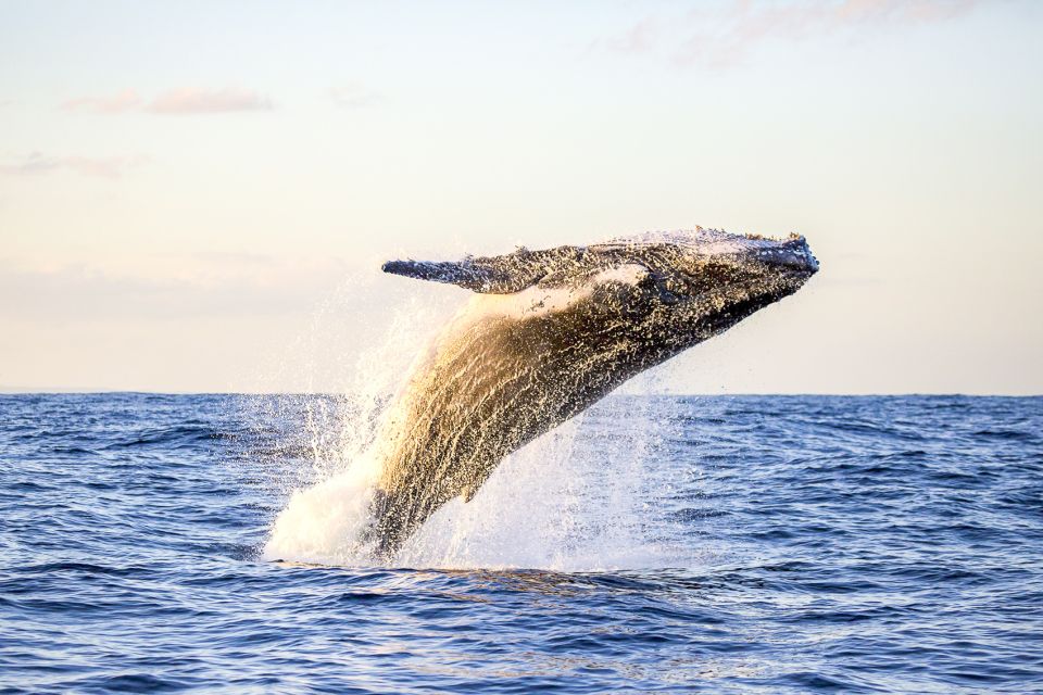 Oahu: Waikiki Eco-Friendly Morning Whale Watching Cruise - Why This Whale Cruise Works: Catamaran Comfort + Real Whale-Spotting