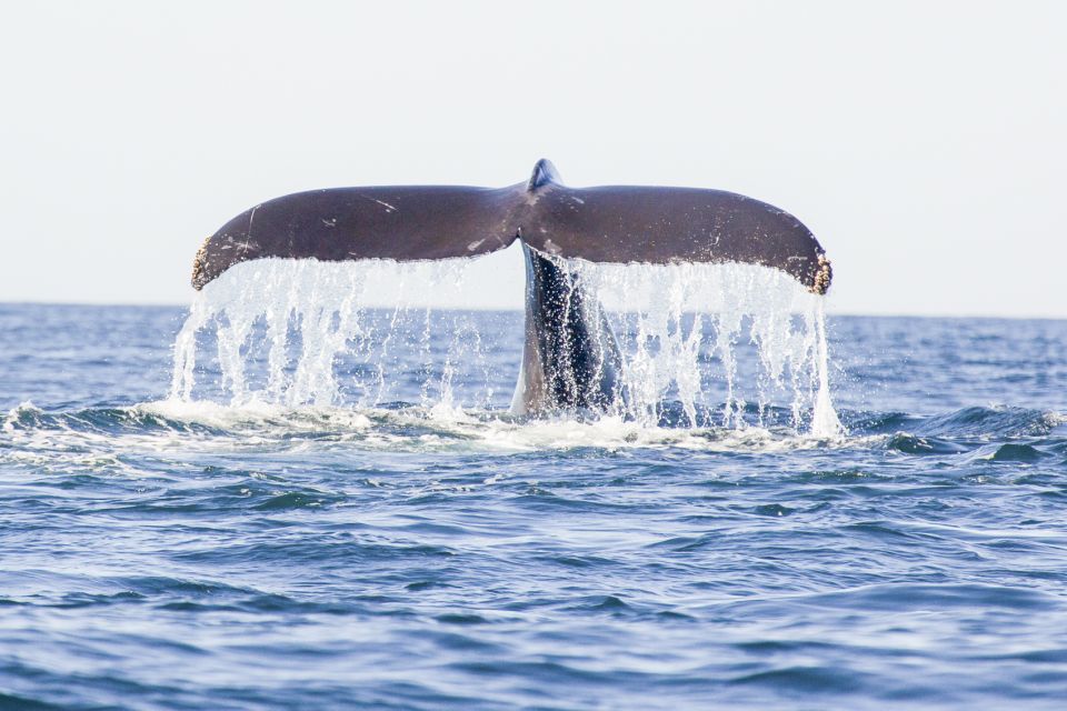 Oahu: Waikiki Eco-Friendly Morning Whale Watching Cruise - Guaranteed Whale Sightings: How the Re-Ride Actually Impacts Your Plan