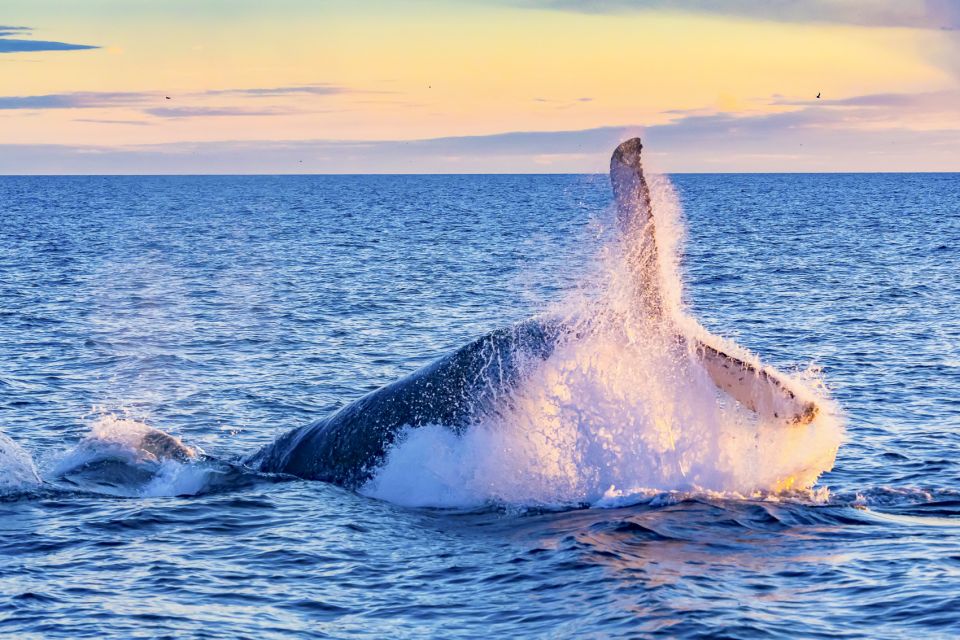 Oahu: Waikiki Eco-Friendly Morning Whale Watching Cruise - Season and Weather: December Through April Is the Sweet Spot