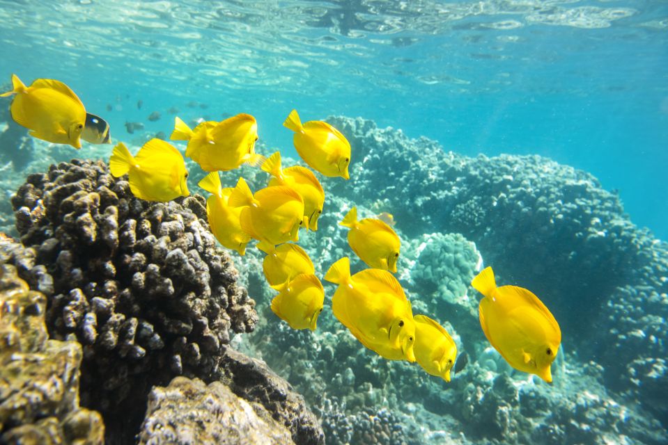 Oahu: Waikiki Glass Bottom Boat Sunset Cruise - Who This Cruise Is Best For