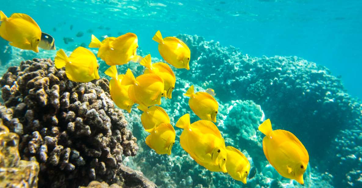 Oahu: Waikiki Snorkel and Sailing Trip with Lunch - Reef Snorkeling: Gear Included, Crew Support Up Front