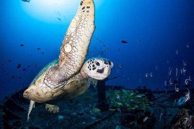 Oahu: Waikiki Submarine Tour - Check-in at the Hilton Pier: don’t show up late