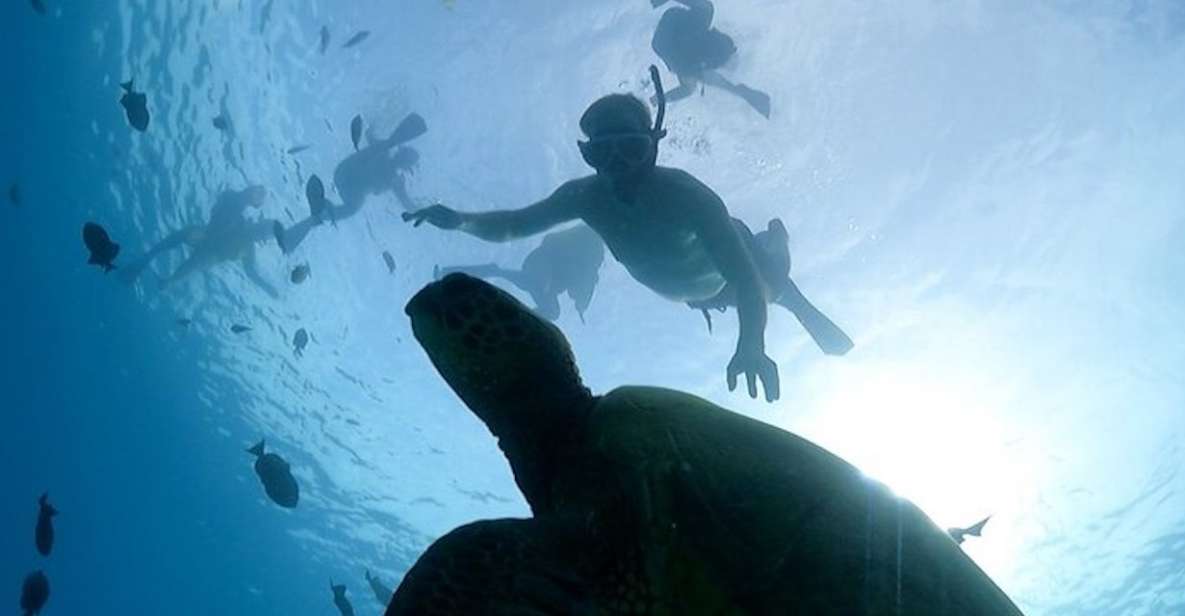 Oahu: Waikiki Turtle Snorkeling Adventure Cruise - Key Points If You Want Sea Turtles Without the Stress