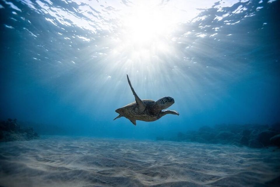 Oahu: Waikiki Turtle Snorkeling Adventure Cruise - Sailing Along Waikiki Before You Snorkel