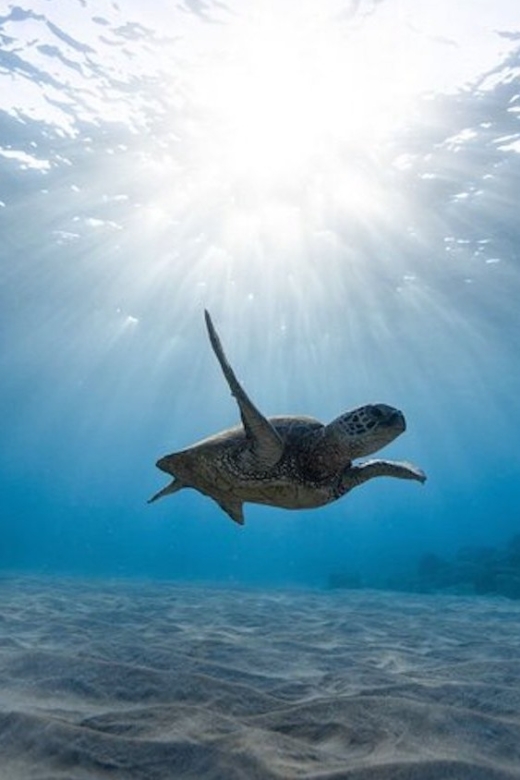 Oahu: Waikiki Turtle Snorkeling Adventure Cruise - Seeing Sea Turtles: How the Guide Helps You Spot Them