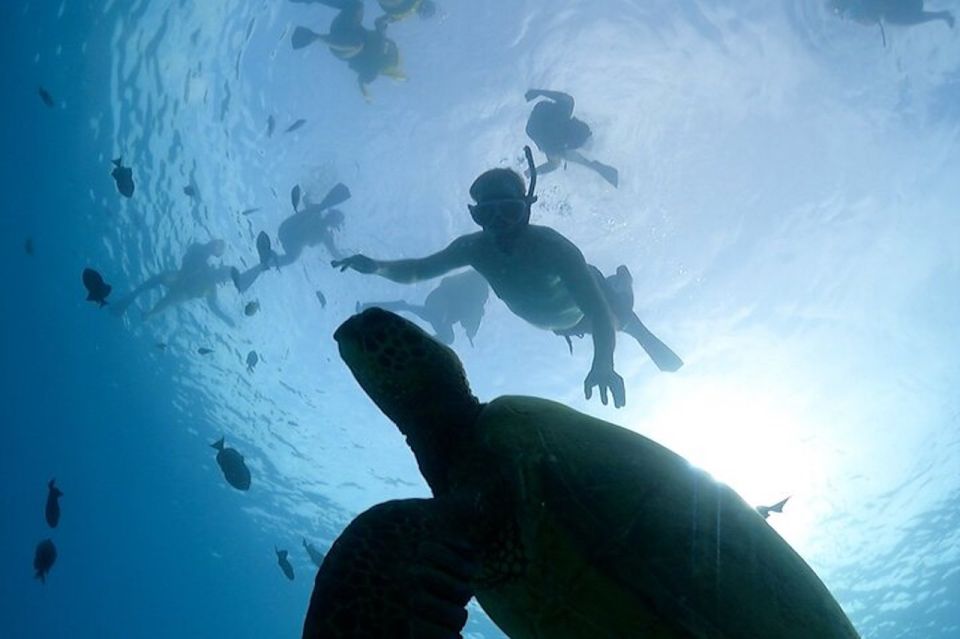 Oahu: Waikiki Turtle Snorkeling Adventure Cruise - Light Snacks and a Short Trip That Won’t Wreck Your Day