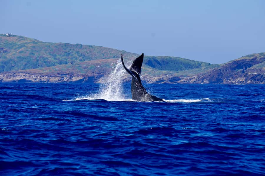 Oahu: Whale Watching Cruise Whales Guaranteed - Key highlights worth your attention