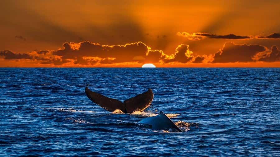 Oahu: Whale Watching Cruise Whales Guaranteed - The double-decker power boat setup: photos, views, and snacks