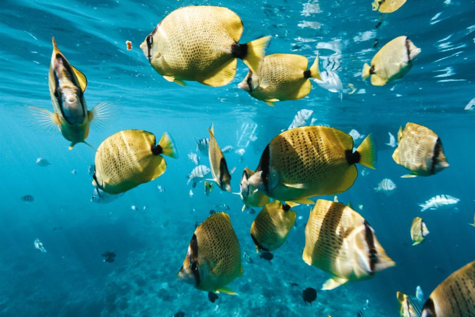 Oahu: Wild Dolphins Swim Turtle Snorkel Tour & Waterslide - Key highlights you’ll care about