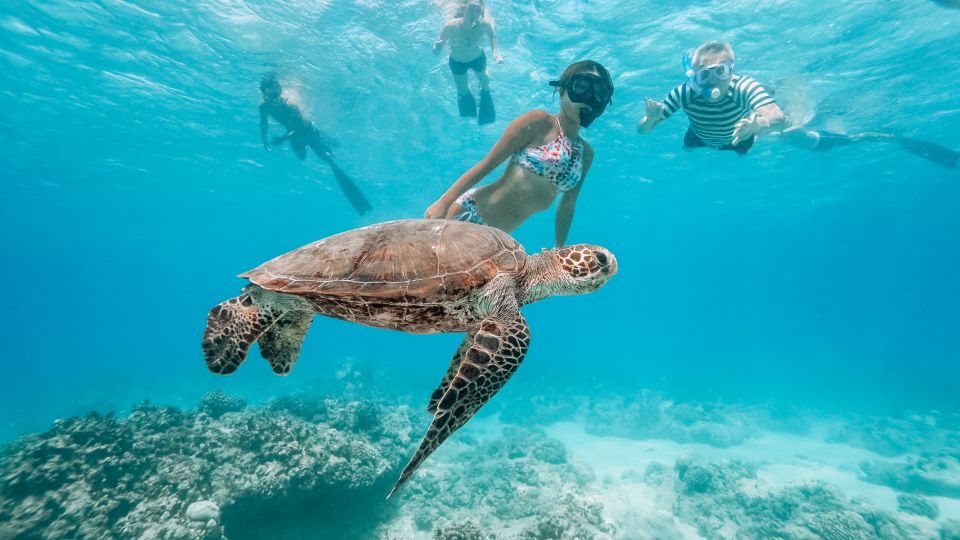 Oahu: Wild Dolphins Swim Turtle Snorkel Tour & Waterslide - Should you book this Iruka Hawaii dolphin swim and turtle snorkel tour?