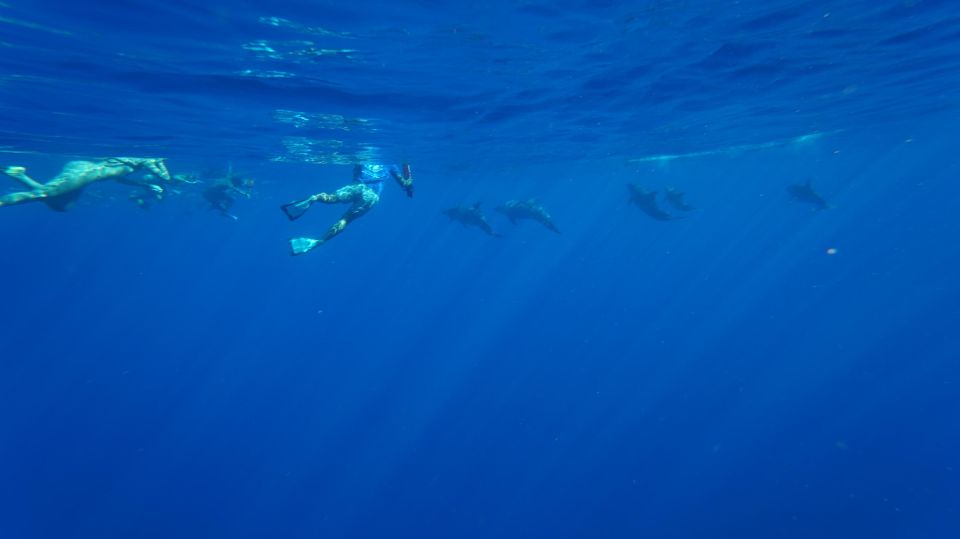 Oahu: Wild Dolphins Swim Turtle Snorkel Tour & Waterslide - Why Oahu’s Waianae coast is built for dolphin days
