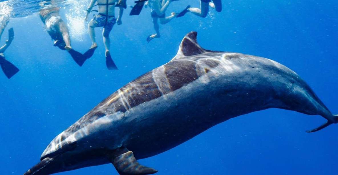 Oahu: Wild Dolphins Swim Turtle Snorkel Tour & Waterslide - The dolphin swim: what it’s like and the pace you should expect