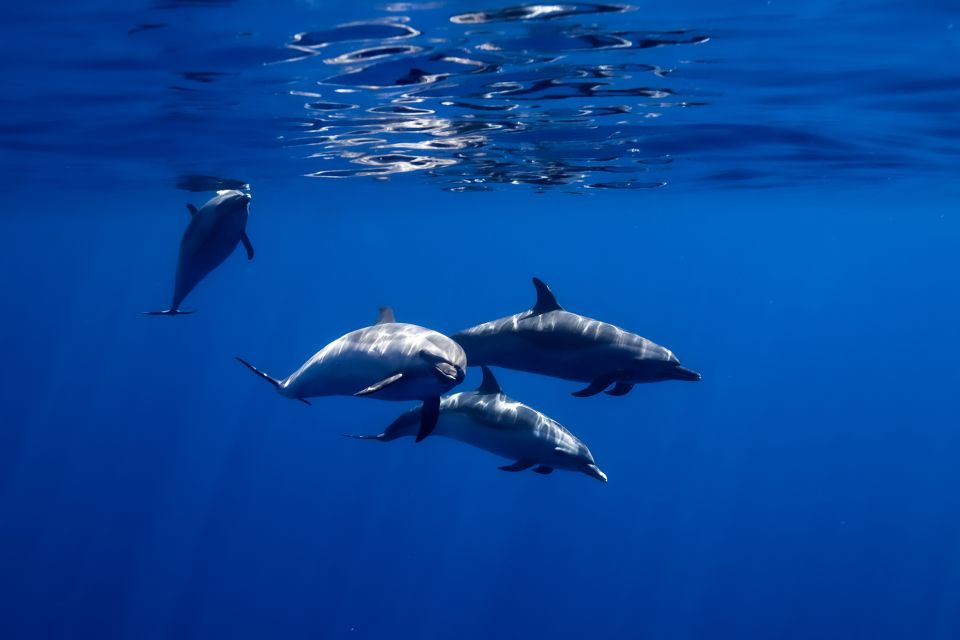 Oahu: Wild Dolphins Swim Turtle Snorkel Tour & Waterslide - Onboard fun: waterslide, paddleboard, kayak, and a floating mat