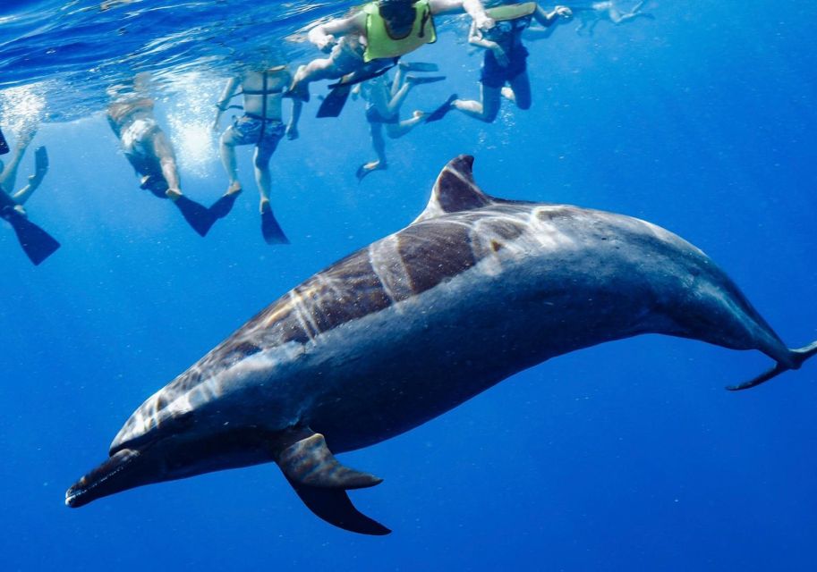 Oahu: Wild Dolphins Swim Turtle Snorkel Tour & Waterslide - Who this tour suits best (and who should think twice)